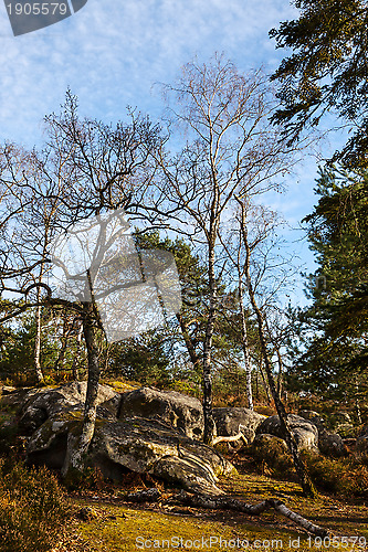 Image of Fontainebleau Forest