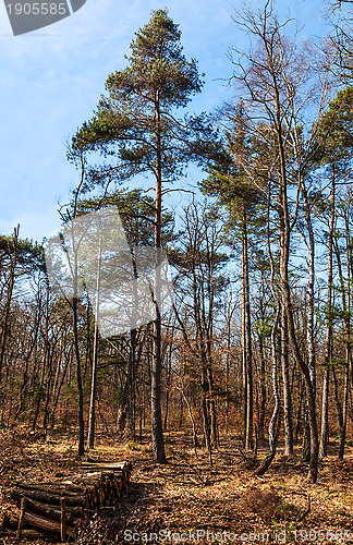 Image of Fontainebleau Forest 