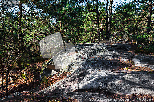 Image of The Forest of Fontainebleau