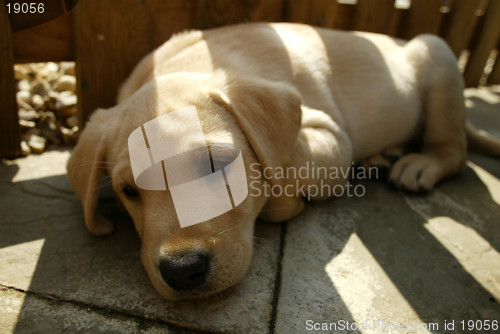 Image of Puppy