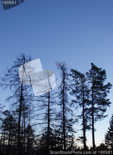 Image of High trees, blue sky