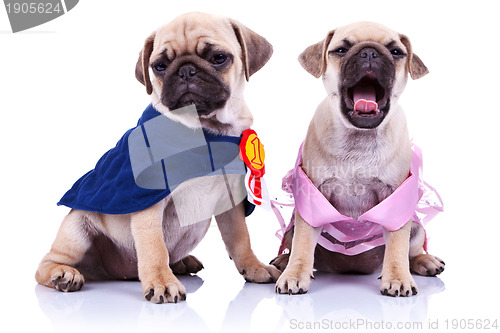 Image of princess and champion pug puppy dogs