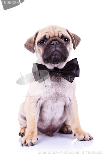 Image of cute mops puppy dog with neck bow