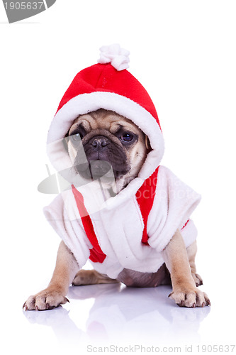 Image of pug puppy dressed as santa