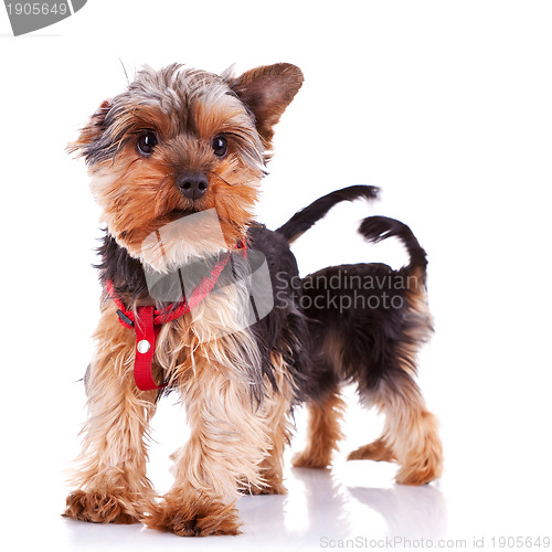 Image of two curious little yorkshire puppy dogs