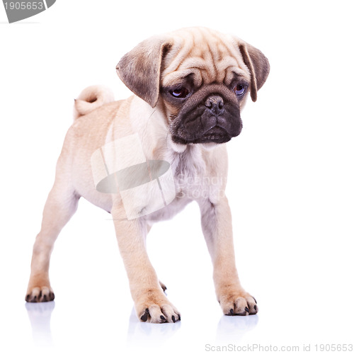 Image of cute pug puppy dog standing 
