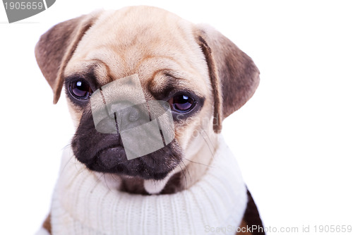 Image of cute and sad sad pug puppy dog isolated on white 