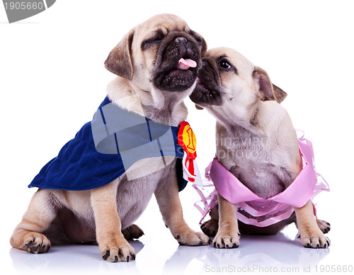 Image of princess and champion pug puppy dogs kissing