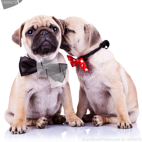 Image of adorable pug puppy dogs couple