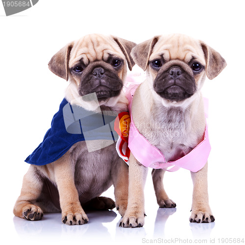 Image of princess and champion pug puppy dogs