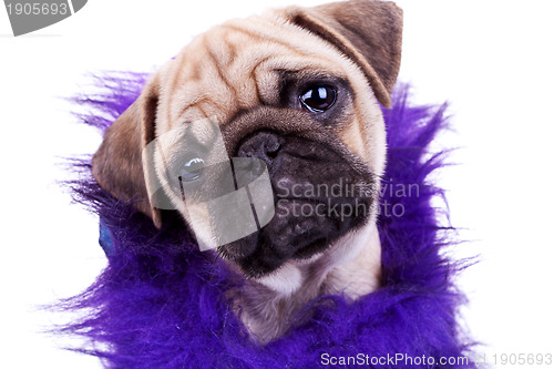 Image of face of a cute pug puppy dog