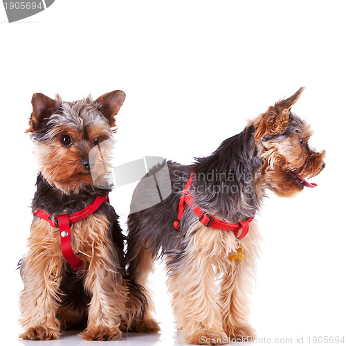 Image of two yorkshire puppy dogs looking at their side