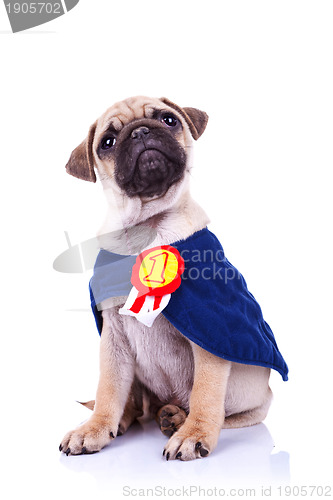 Image of cute little pug puppy dog champion sitting