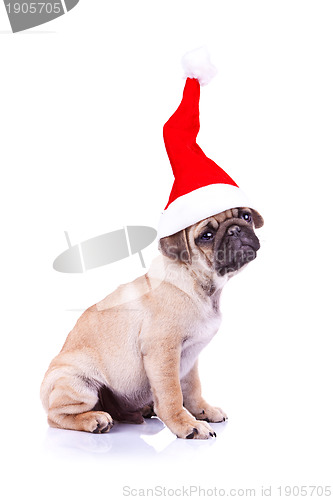 Image of pug puppy wearing a santa hat