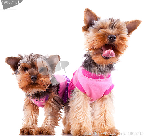 Image of two little yorkshire puppy dogs playing