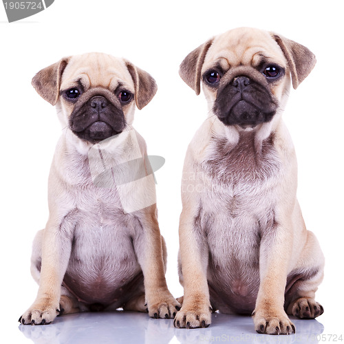 Image of two cute pug puppy dogs