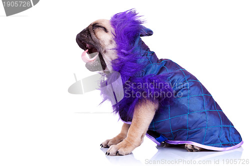 Image of side of a screaming pug puppy dog
