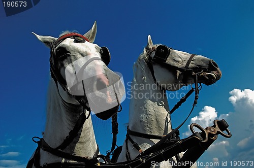 Image of Horses