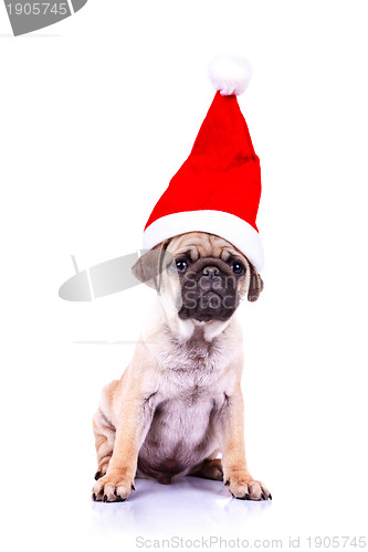 Image of pug puppy wearing a santa hat