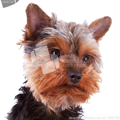 Image of head of a cute yorkshire puppy dog
