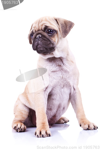 Image of cute pug puppy dog looking to a side
