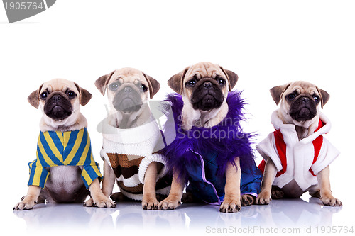 Image of four dressed mops puppy dogs