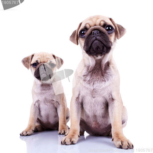 Image of pair of pug puppy dogs sitting on white