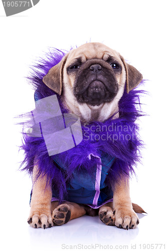 Image of dressed  pug puppy dog on white