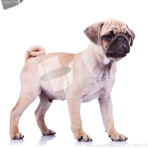 Image of standing pug puppy dog looking to a side