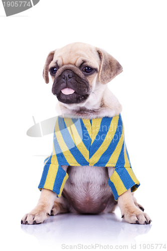 Image of pug puppy dog sticking out tongue