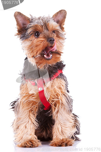 Image of yorkshire puppy dog licking its nose 