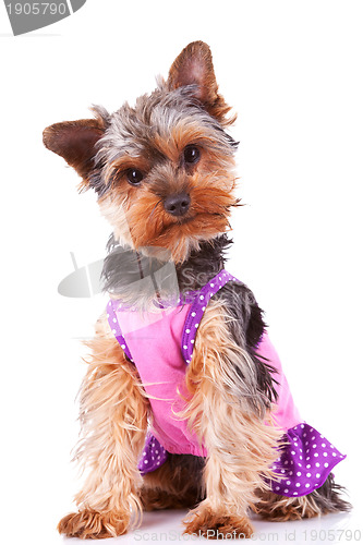 Image of dressed yorkshire puppy dog 