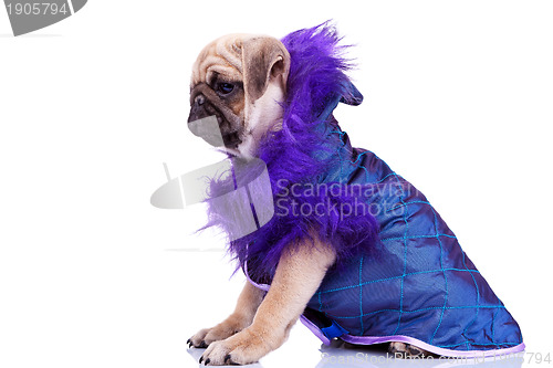 Image of side view of a cute pug puppy dog wearing clothes