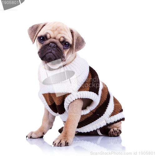 Image of cute mops puppy dog wearing clothes 