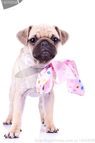 Image of cute mops puppy dog wearing a pink ribbon