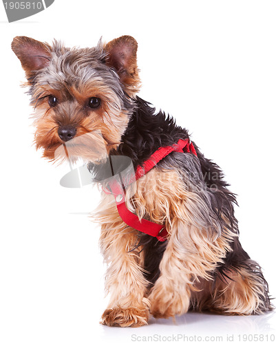 Image of curious yorkshire puppy dog 