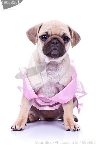 Image of seated pug puppy dog wearing a pink dress