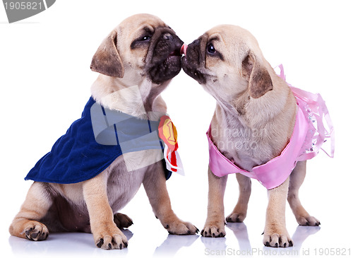 Image of princess and champion pug puppy dogs kissing