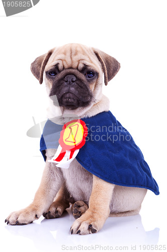 Image of cute little pug puppy dog champion