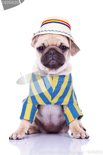 Image of cute pug puppy dog wearing clothes