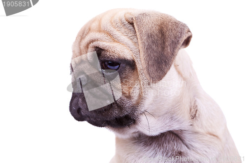 Image of head of a mops puppy dog