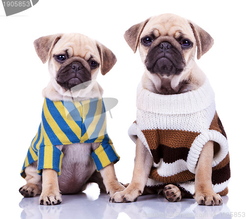 Image of two dressed pug puppy dogs