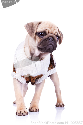 Image of standing pug puppy dog 