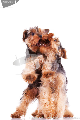 Image of two yorkshire terrier puppy dogs playing