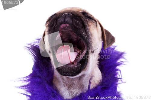 Image of screaming pug puppy dog