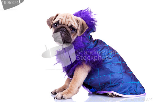 Image of side view of a dressed pug puppy dog