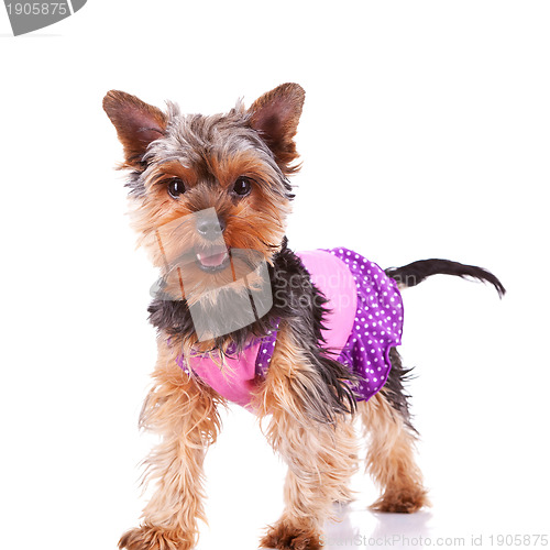 Image of dressed yorkshire puppy dog