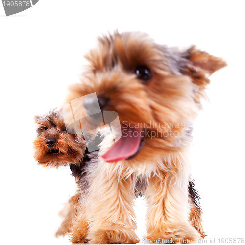 Image of closeup of two yorkshire puppy dogs barking