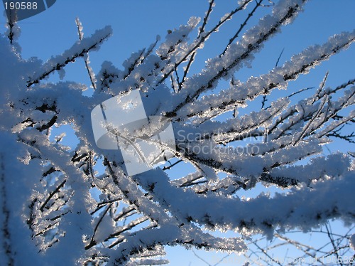 Image of Bush under hoar-frost