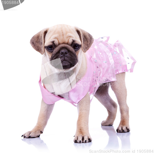 Image of curious pug puppy dog wearing pink dress